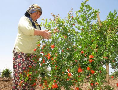 Araban'da Narcılık Gelişiyor