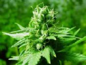 Evinin Odalarına 2 Bin Kök Hint Keneviri Ekti