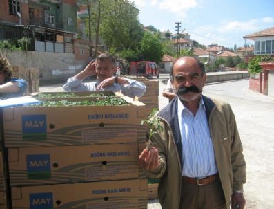 Çiftçilere Sebze Fidesi Dağıtıldı