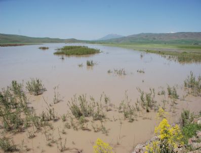 YONCALı - Ağrı'daki Sel Muş'ta Tarım Arazilerini Vurdu