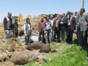 Ahır Yıkıldı 53 Hayvan Telef Oldu