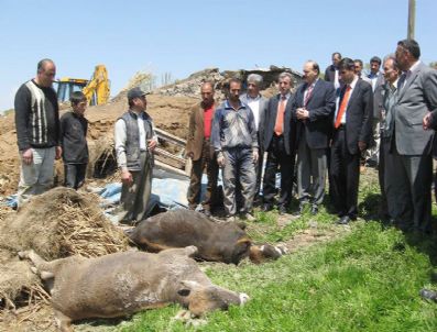 İSMAIL TAŞDEMIR - Ahır Yıkıldı 53 Hayvan Telef Oldu