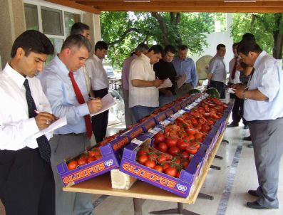 TIGEM - Çiftçiler Gününde Domatesler Yarıştı