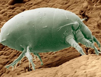 Ev Akarlarına Dikkat