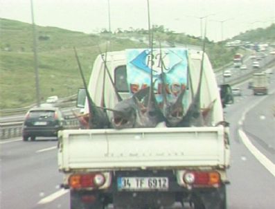 E-5'ten Bir Kamyonet Dolusu Kılıçbalığı Geçerse Ne Olur?