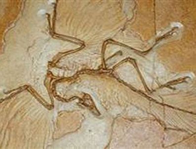 DUBLIN - İlk kuşlar uçamıyormuş