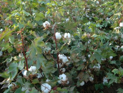 Milas'ta Pamuk Ekimi 4 Kat Arttı