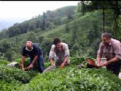 Tarım Bakanı Mehdi Eker Yaş Çay Taban Fiyatını Açıkladı