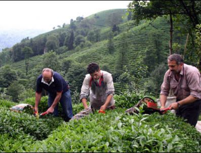 Tarım Bakanı Mehdi Eker Yaş Çay Taban Fiyatını Açıkladı Haberi