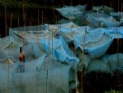 Indıa Fresh Water Fısh Farmıng