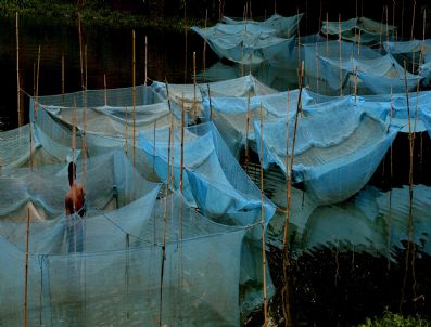 Indıa Fresh Water Fısh Farmıng