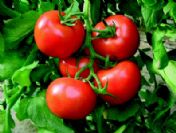 Uluslararası Gıda Fuarı Bakü'de Açıldı