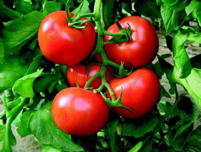 Uluslararası Gıda Fuarı Bakü'de Açıldı