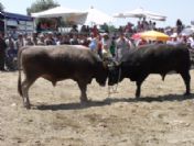 Aydın'da Boğa Güreşleri Başladı