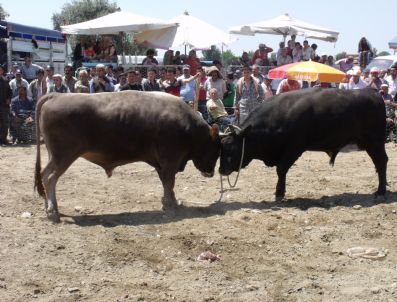 Aydın'da Boğa Güreşleri Başladı