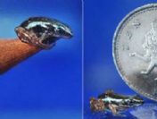 Tıbbın umudu kurbağa