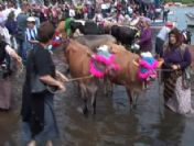 Göç öncesi ineklere deniz keyfi