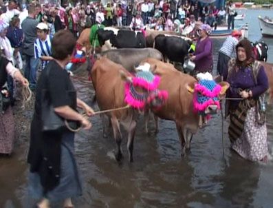 RAMIS UZUN - Göç öncesi ineklere deniz keyfi