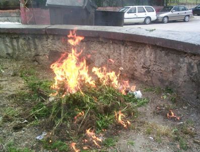 Kozan'da 500 Kök Dişi Hint Keneviri Ele Geçirildi