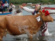 Yayla Göçü Öncesi İnekler Denizde Temizlendi