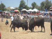 Boğalar Pazar Günü Güreşecek