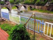 Akasya Ağaçları Şehir Magandalarının Hedefi Oldu