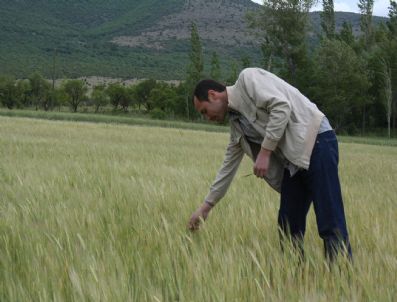 Beyşehir Çiftçisi Rekoltede Düşüş Bekliyor