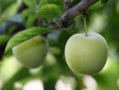 KÖSELI - Üreticilere Elma Kurdu Uyarısı