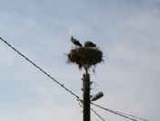 Aydem Elektrik Leyleklerle Dost Oldu