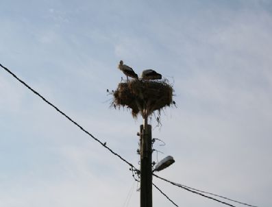 ULUABAT GÖLÜ - Aydem Elektrik Leyleklerle Dost Oldu