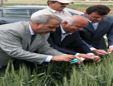 MUSTAFA KARABACAK - Konya'da Süneyle Biyolojik Mücadele