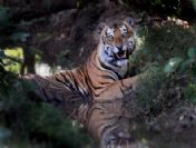 Pakıstan Weather Anımals