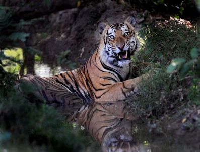 Pakıstan Weather Anımals