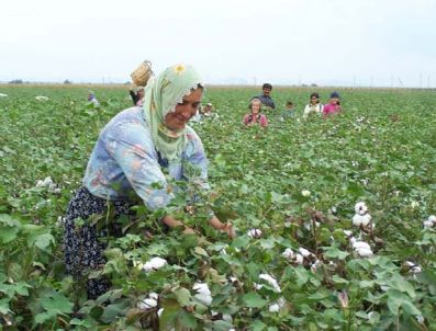 Sökeli Üreticiye Prim Müjdesi