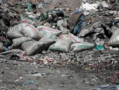 Van'da 21 Bin 150 Kilo Kaçak Avlanmış Balık Ele Geçirildi