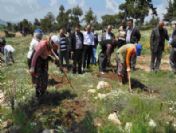 Mersin Ormanlarında Bakım Çalışmaları Tamamlandı