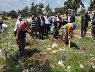 Mersin Ormanlarında Bakım Çalışmaları Tamamlandı