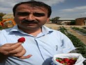 Beyşehir'de Çilek Üretimi Yaygınlaşıyor