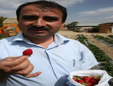 SADıKHACı - Beyşehir'de Çilek Üretimi Yaygınlaşıyor