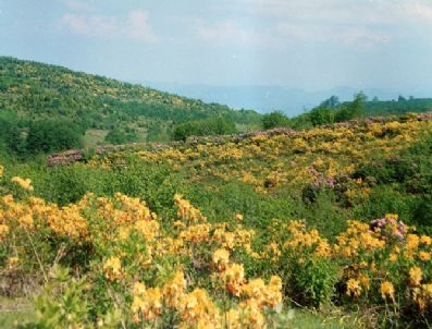 BUNGALOV - Ericek Yaylası Turizme Kazandırılacak