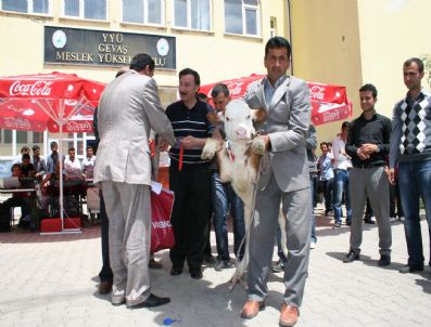 NECAT GÖRENTAŞ - Gevaş'ta Buzağı Güzellik Yarışması