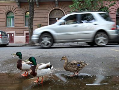 Hungary Wıld Ducks In A Street