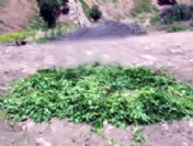 Jandarma'dan Esrar Operasyonu