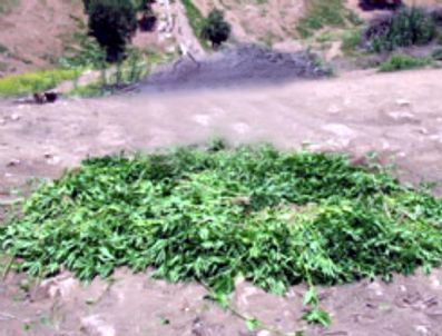 Jandarma'dan Esrar Operasyonu