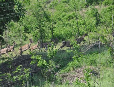MUSTAFA ÜNALDı - Kartepe Ormanlarına Geyik Salındı