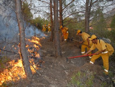 Milas'ta 50 Yılda 41 Bin Hektar Orman Yandı