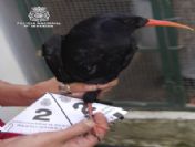 Spaın Anımal Traffıckıng