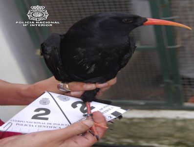 Spaın Anımal Traffıckıng