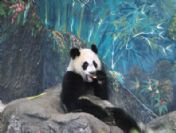 Thaıland Anımals Panda