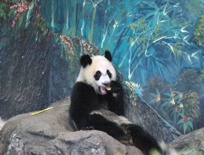 Thaıland Anımals Panda